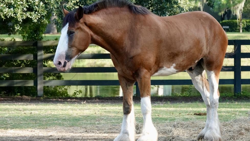 ebreed - Dream About A Clydesdale Horse – Hidden Messages and Insights