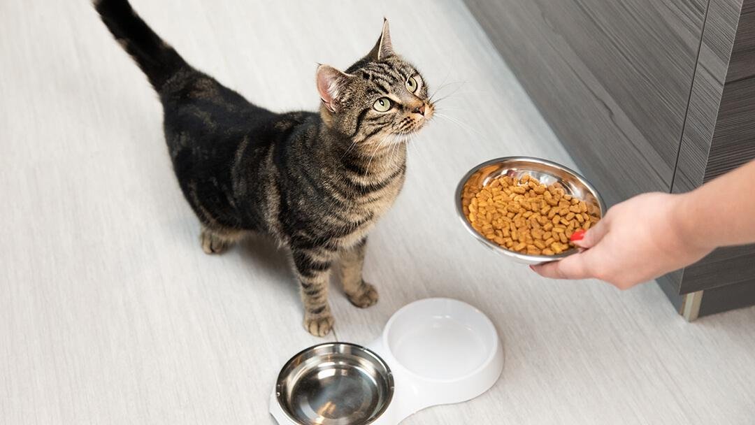 eeding - Dream About Feeding A Cat – Exploring the Meaning