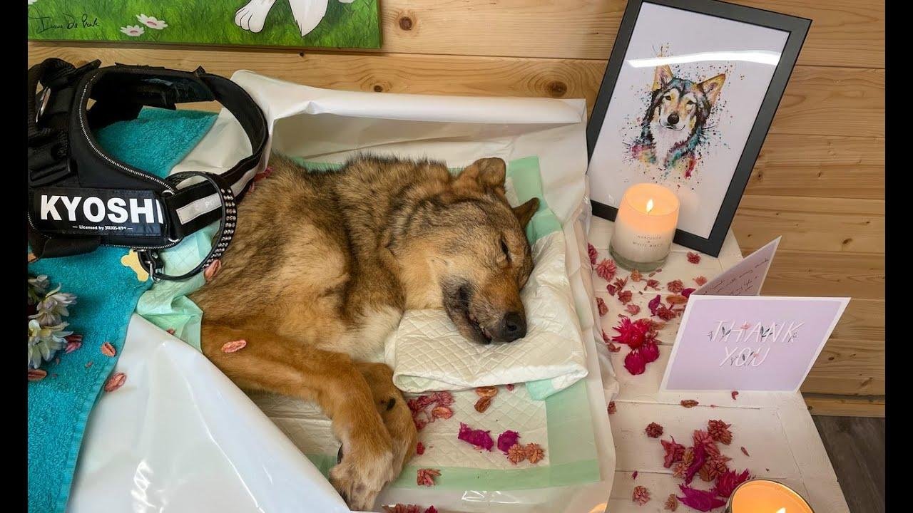 efault.jpg66ed7262a367a - Dream About Dog Death – Spiritual and Psychological Insights