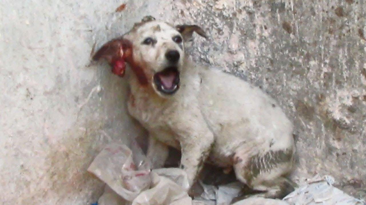 efault.jpg66edca82bae57 - Dream About My Dog Getting Hurt – Understanding Its Implications