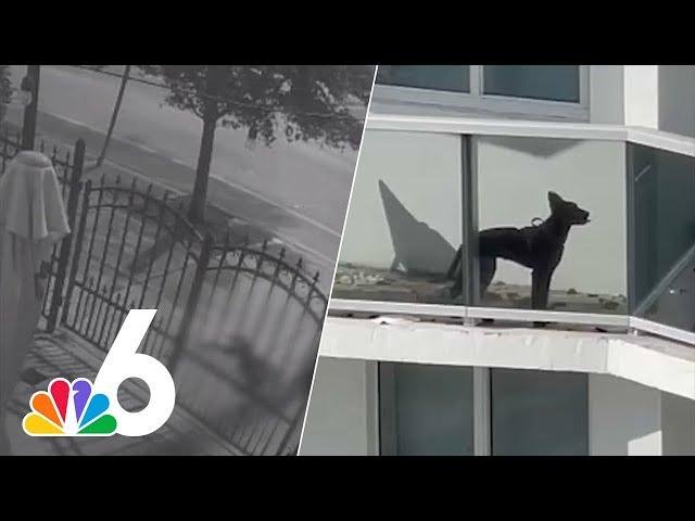 efault.jpg66ef726a991ef - Dream About Dog Falling From Balcony – Symbolism and Significance