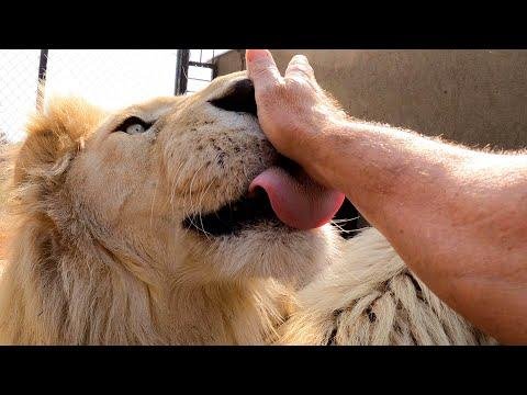 efault.jpg66f0a806ea4e1 - Dream About Lion Licking My Hand – Analysis and Explanation