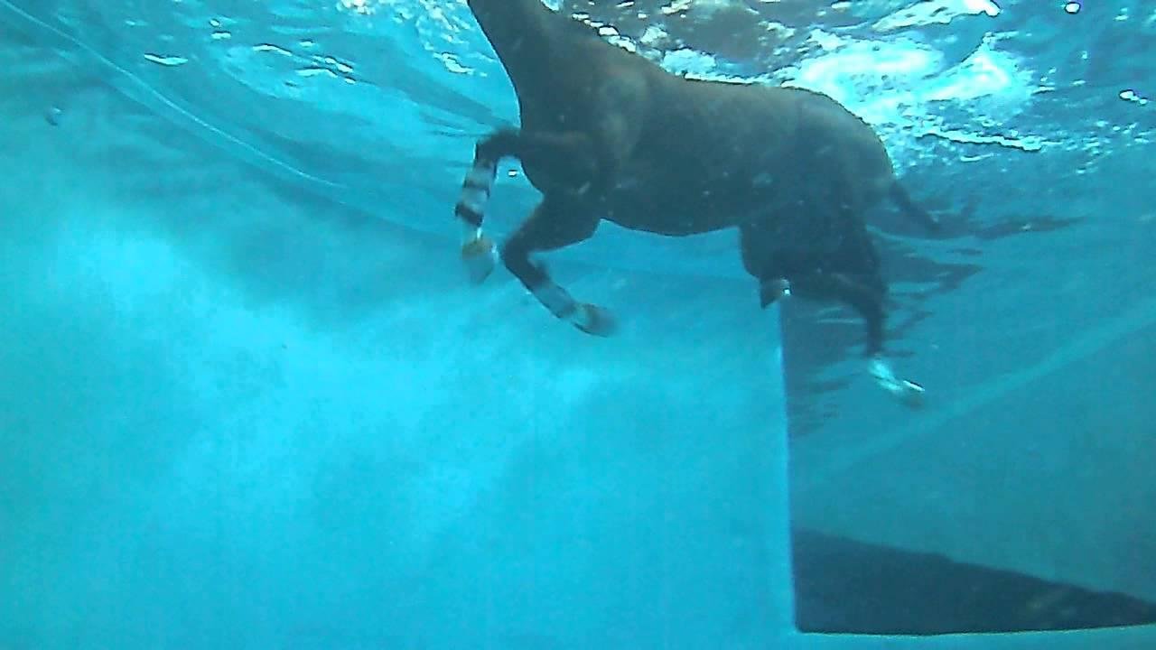 efault.jpg66f27586d362c - Dream About Horse Swimming – What It Could Indicate