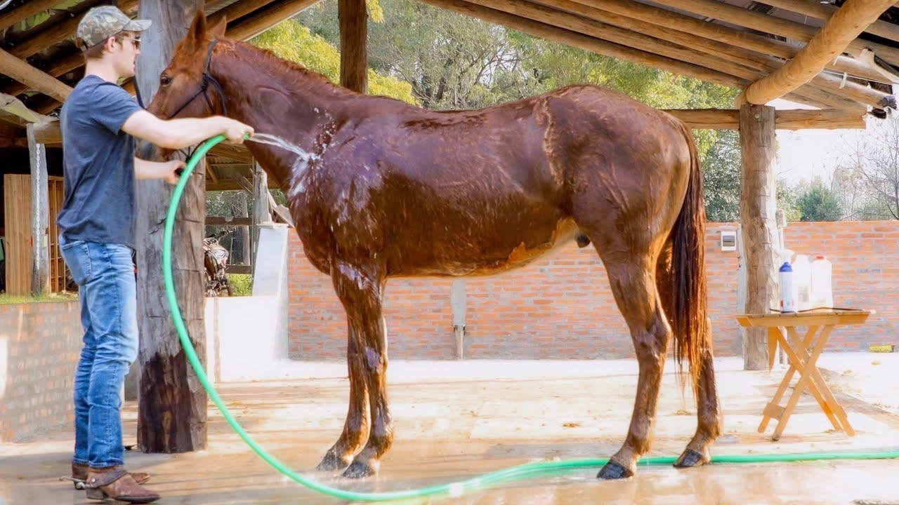 efault.jpg66f2cb842202f - Dream About Washing Horse – Analysis and Explanation