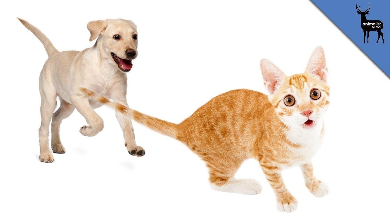 efault.jpg66f5f55864d3a - Dream About Chasing A Cat – Analysis and Explanation
