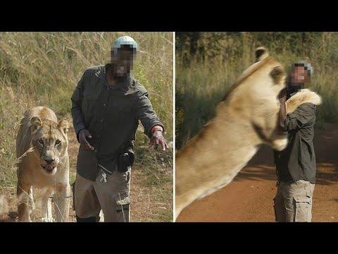 efault.jpg66f89c2dd81d7 - Dream About A Lion Eating A Person – Analysis and Explanation