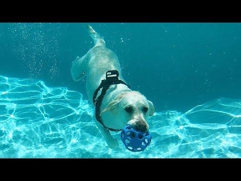 efault.jpg66fadb7ab191a - Dream About Dog Swimming Underwater – Spiritual and Psychological Insights