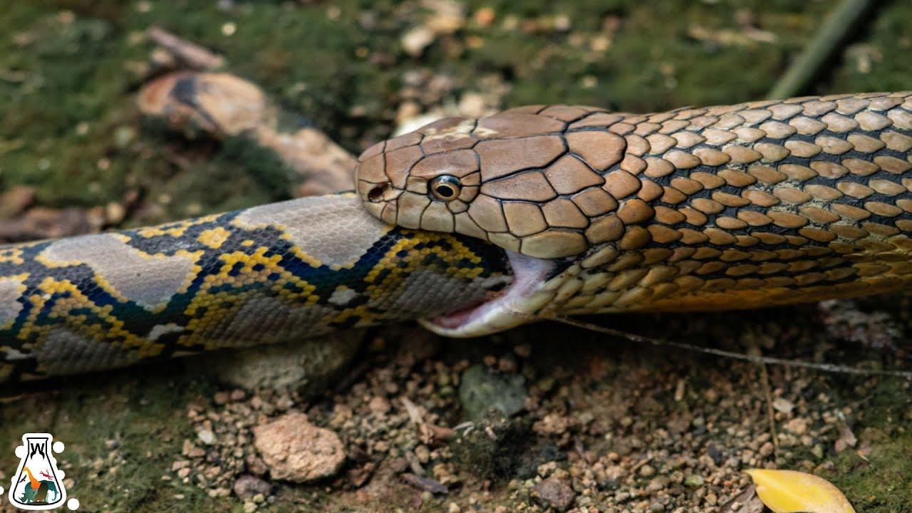 efault.jpg66faf236e99b6 - Dream About Snake Eating Another Snake – Understanding Its Implications