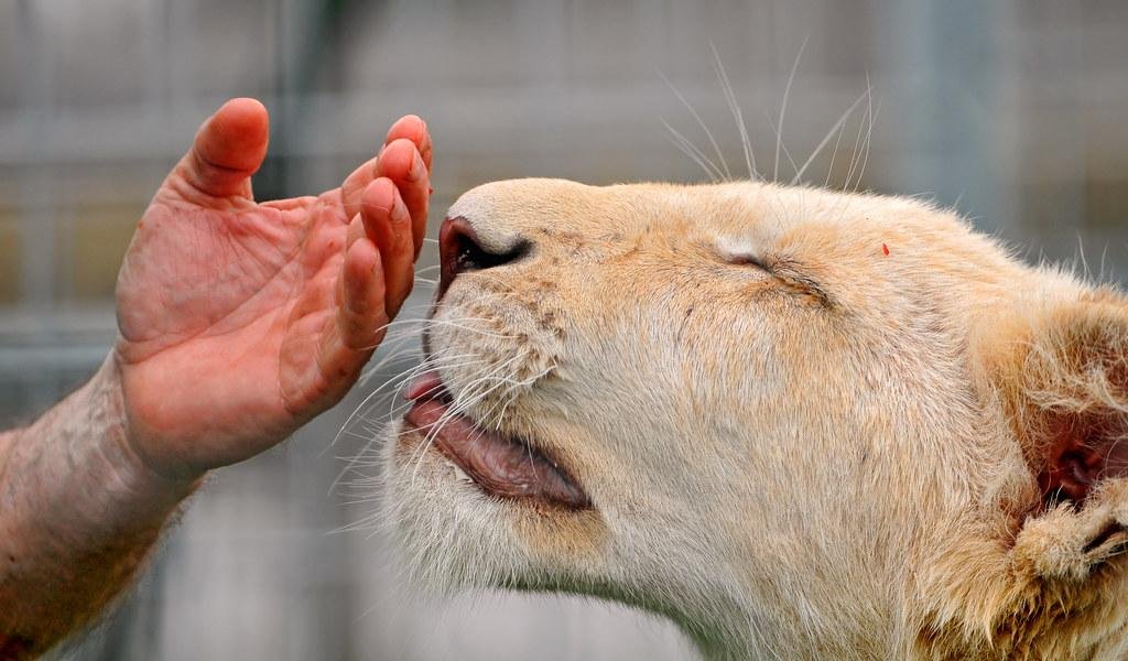 f9dc b - Dream About Lion Licking My Hand – Analysis and Explanation