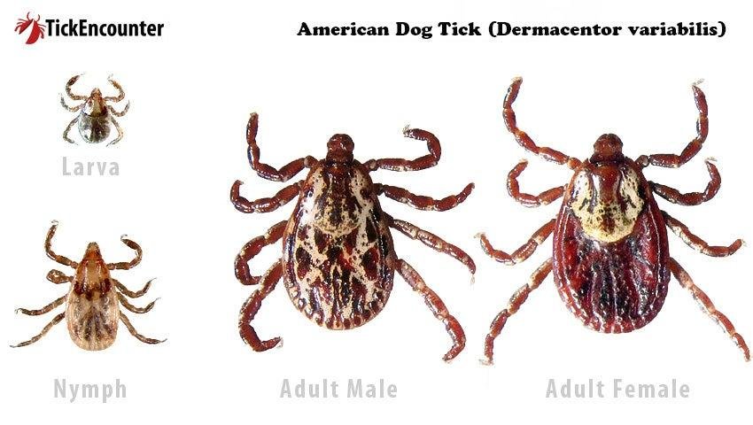 g Tick - Dream About Dog Having Ticks – Understanding Its Implications