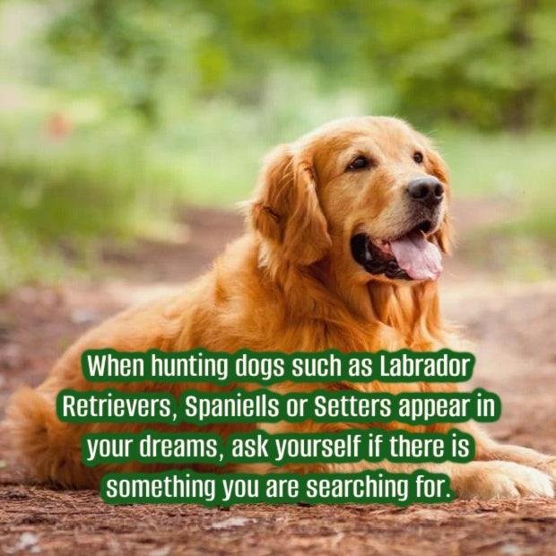 g dogs - Dream About Dog Spiritual Meaning – What It Could Indicate