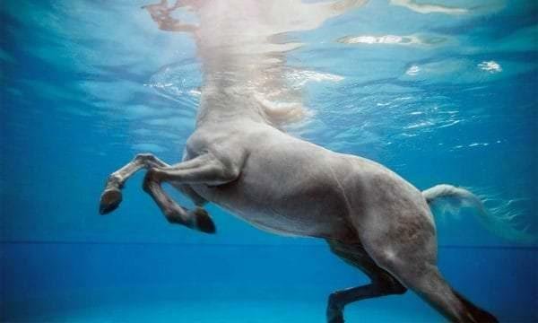g pool - Dream About Horse Drowning – Symbolism and Significance