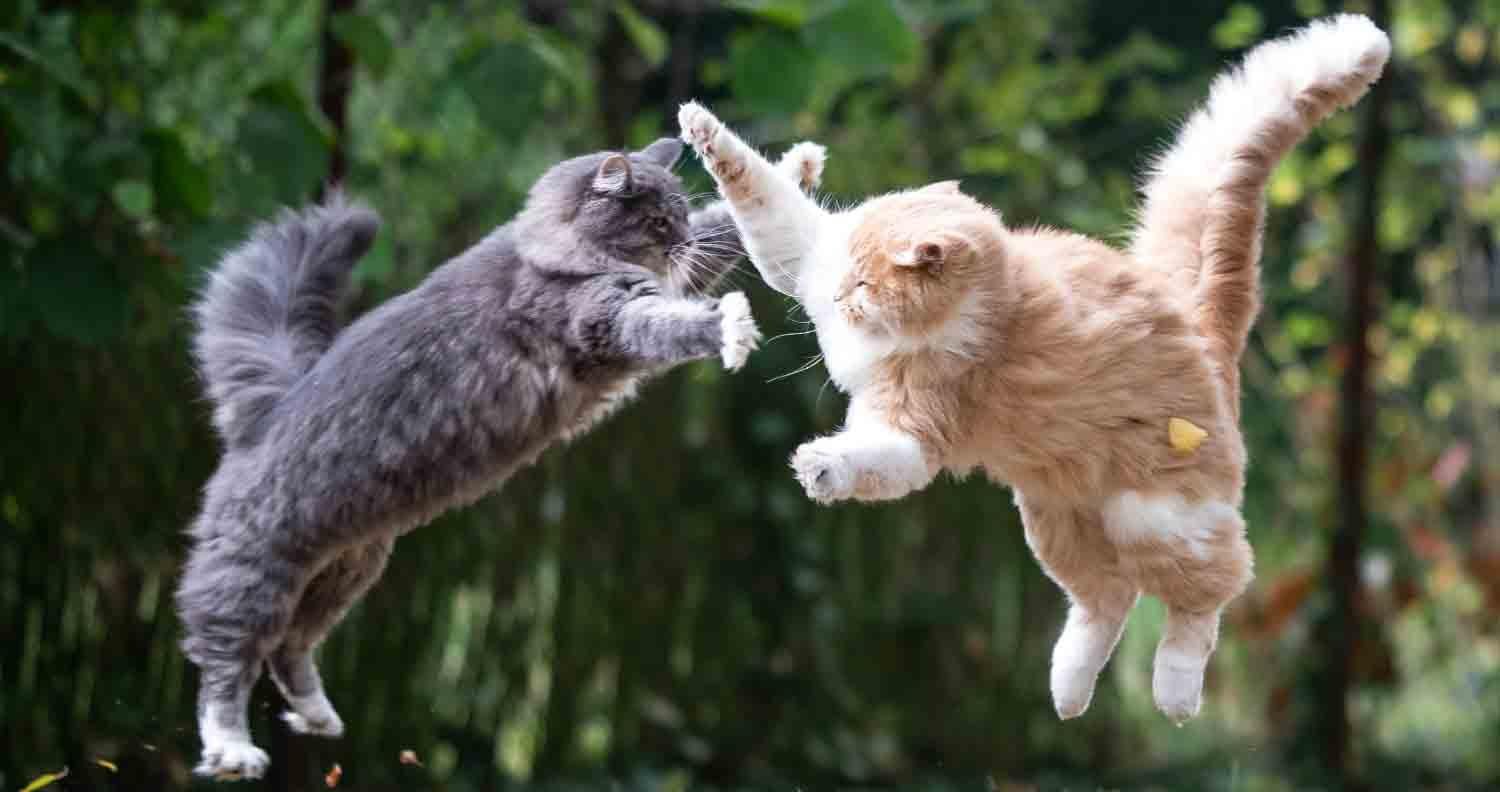 ghts 1 - Dream About Cat Fighting – Symbolism and Significance