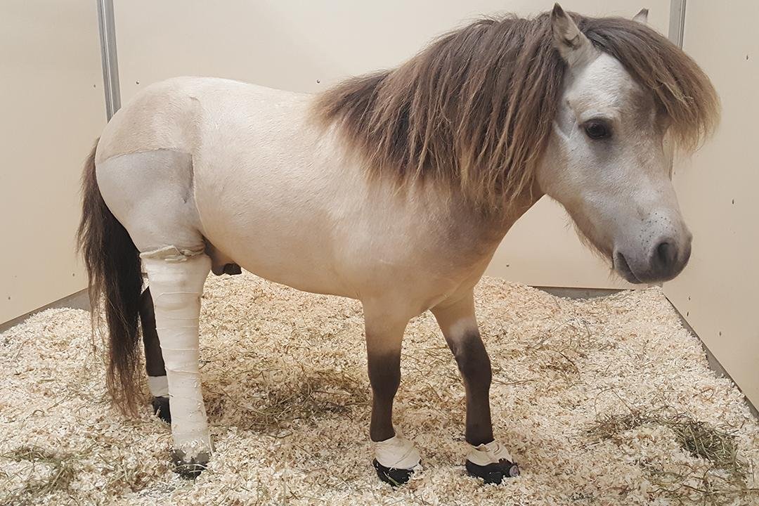 i cast - Dream About Little Horse – Understanding Its Implications