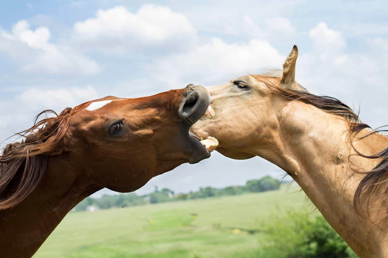 iStock - Dream About Horse Attacking You – Causes and Interpretations