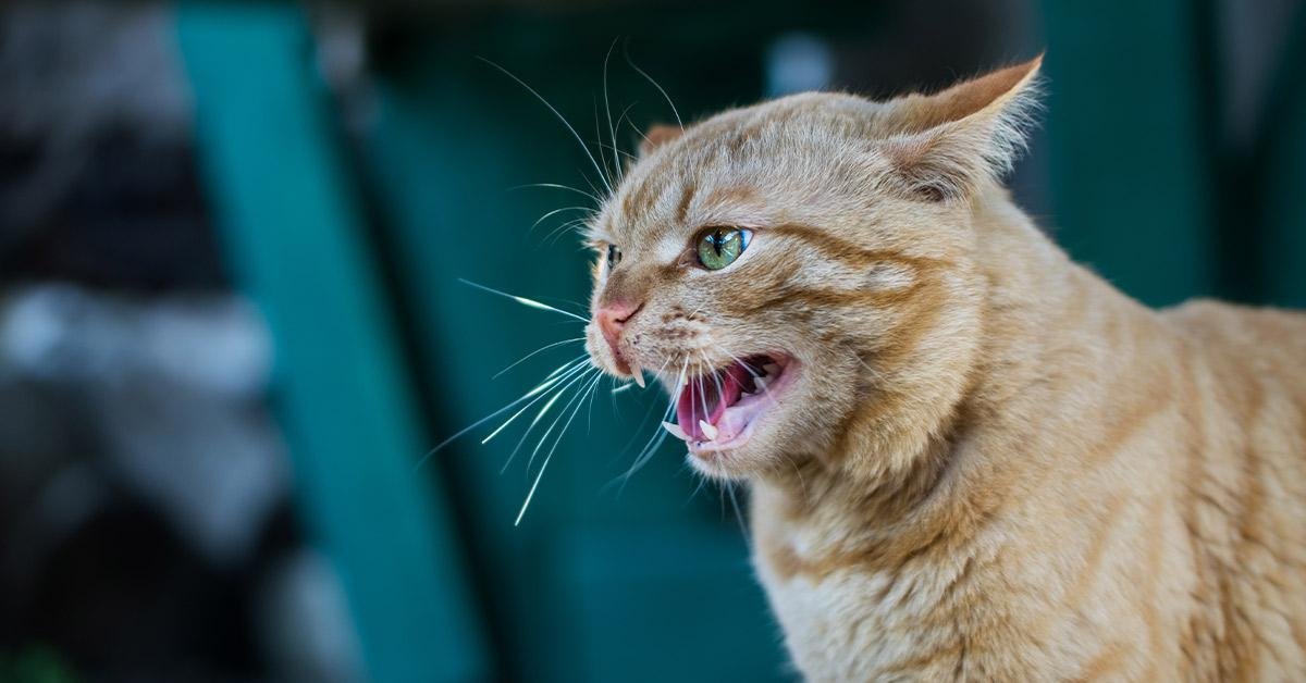 id cat - Dream About Rabid Cat – Analysis and Explanation