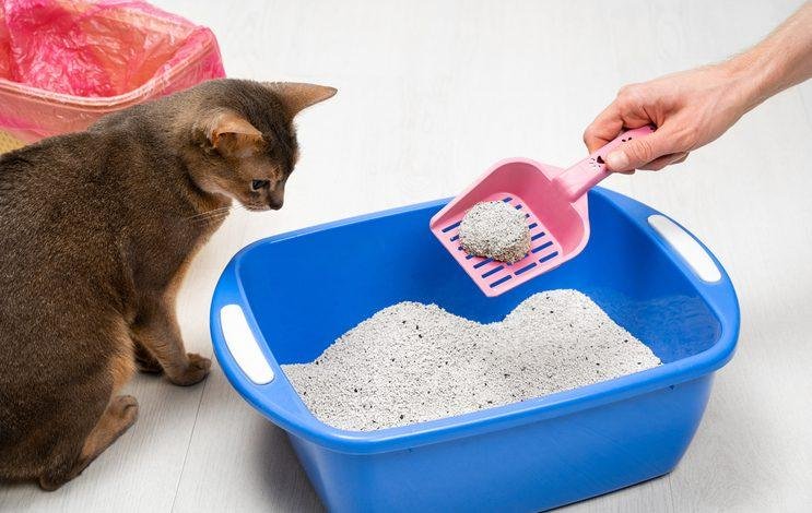 ion il - Dream About Cleaning Cat Litter – Understanding Its Implications