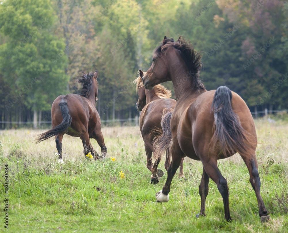 iwls3e - Dream About A Horse Running Away – Causes and Interpretations