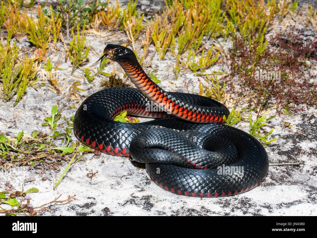 jn4380 - Dream About Red And Black Snake – What It Could Indicate