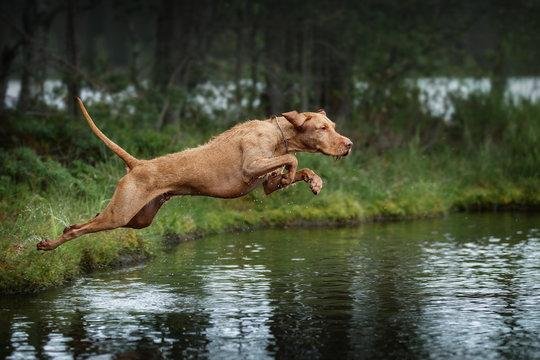 l82U7H - Dream Of Dog Jumping Into Water – Exploring the Meaning