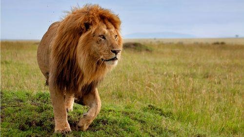 mage m - Dream About Giant Lions – Analysis and Explanation