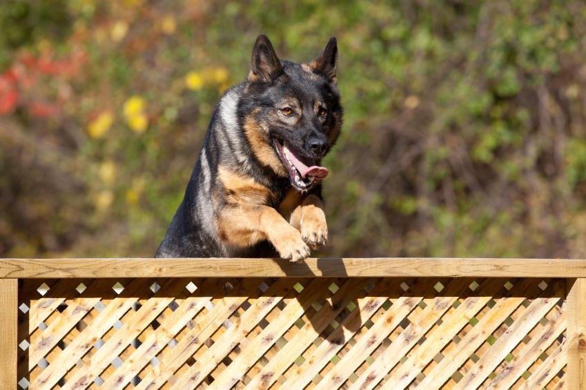 mp pic - Dream Of Dog Jumping Over Fence – What It Could Indicate