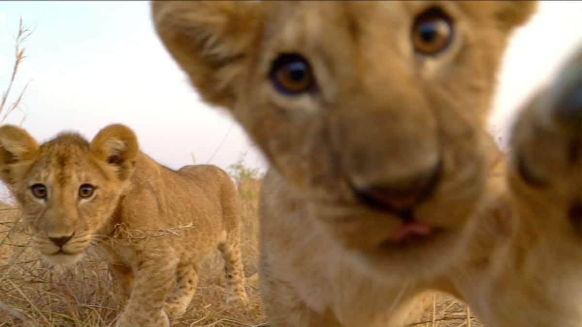 n Cubs - Dream About Baby Lion Cub – Hidden Messages and Insights