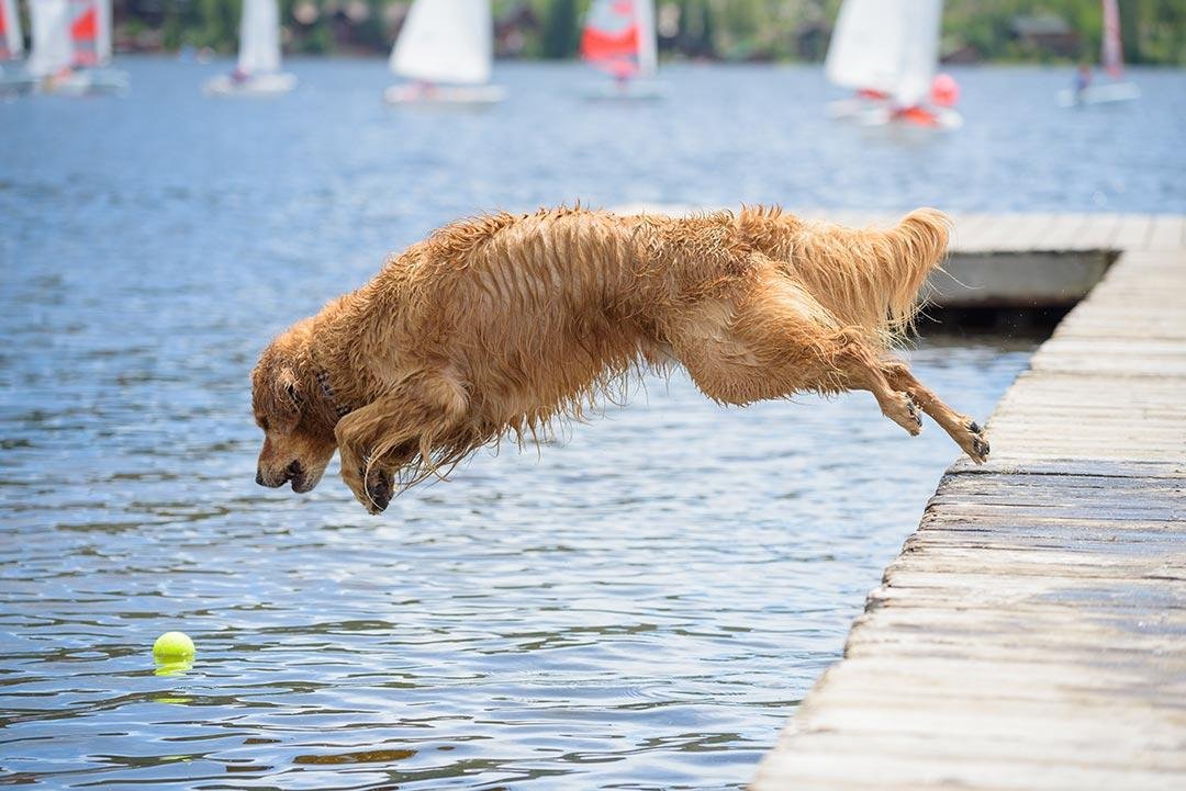 n lake - Dream Of Dog Jumping Into Water – Exploring the Meaning