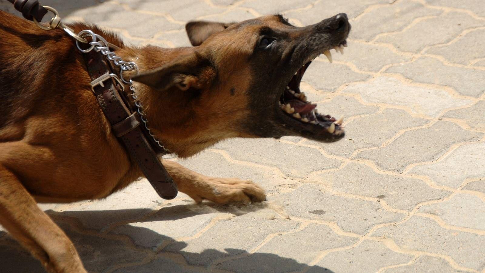nerLrg - Dream About Dog Attack Islam – Decoding the Message