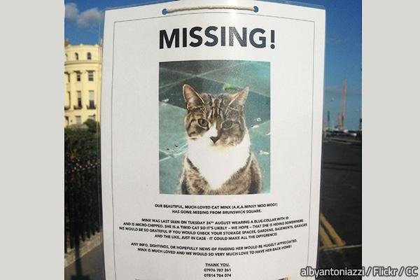 ng cat - Dream About Cat Going Missing – Hidden Messages and Insights