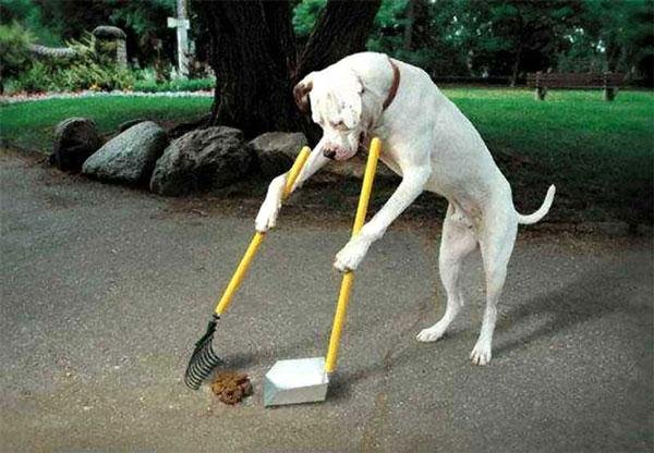 ogpoop.jpg66f1fa3c72ba9 - Dream About Cleaning Up Dog Poop – Exploring the Meaning