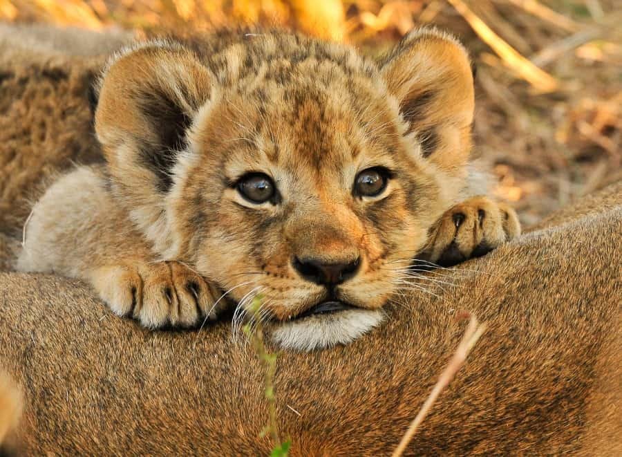 on cub - Dream About Baby Lion Cub – Hidden Messages and Insights