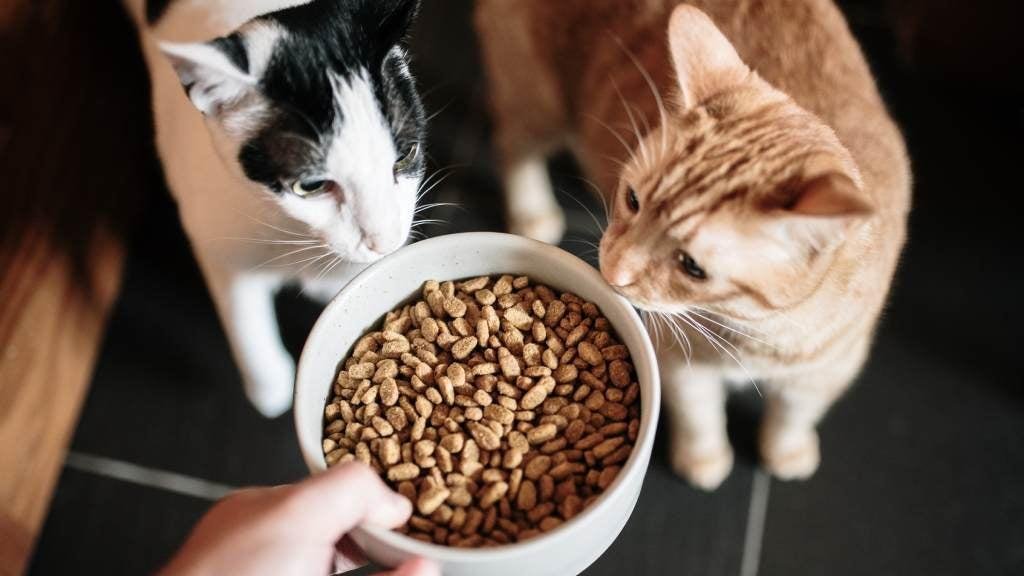 or cat - Dream About Feeding A Cat – Exploring the Meaning