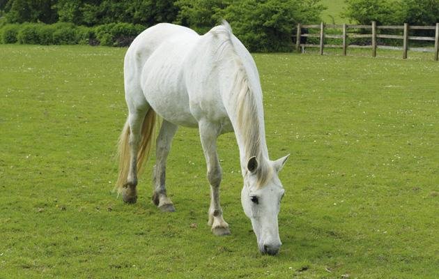 orse 2 - Dream About Grey Horse – What It Could Indicate