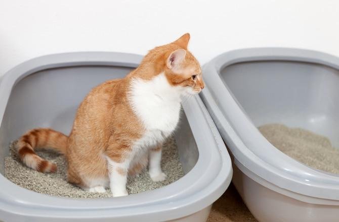 poop 7 - Dream About Cleaning Cat Poop – Causes and Interpretations