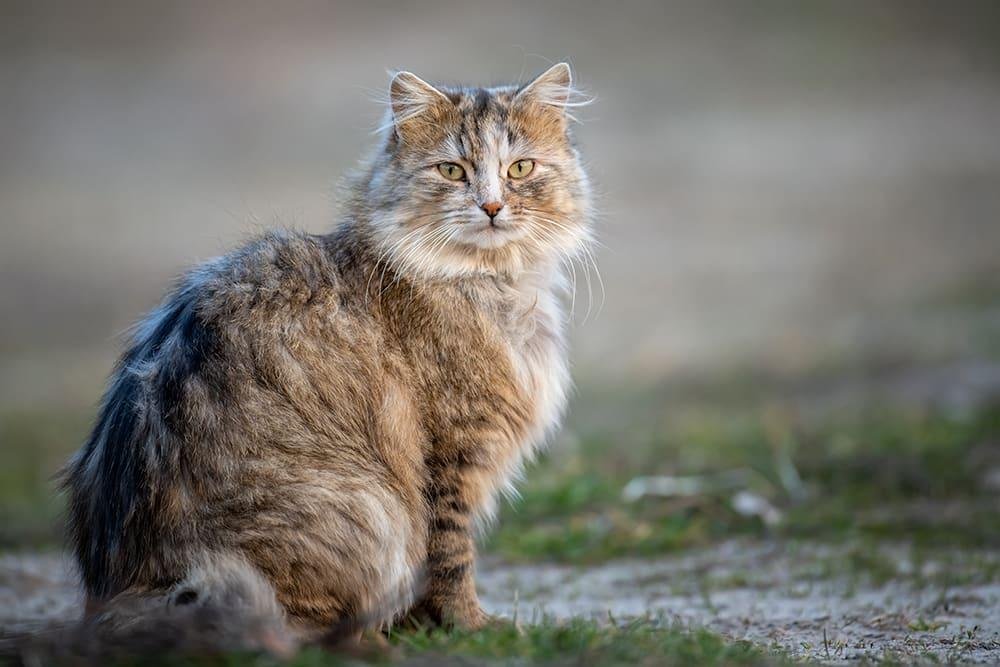 rabies.jpg66f56f3a38376 - Dream About Cat With Rabies – Spiritual and Psychological Insights