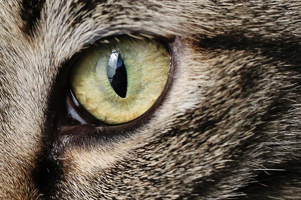 rstock - Dream About Cat Eyes – Exploring the Meaning