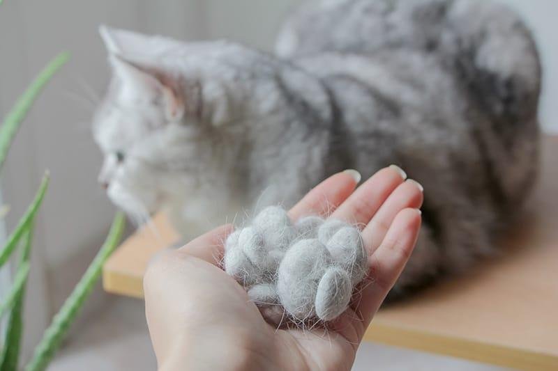 rstock.jpg66ec5362b665d - Dream About Cat Hair – Decoding the Message