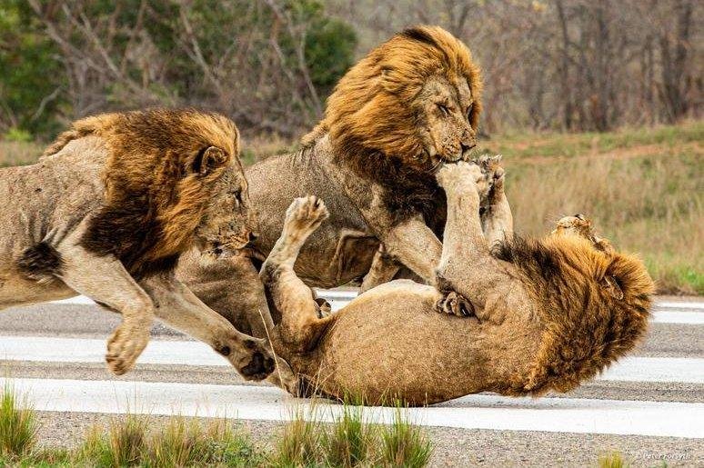 rstrip - Dream About Lion Attacking Someone – Decoding the Message