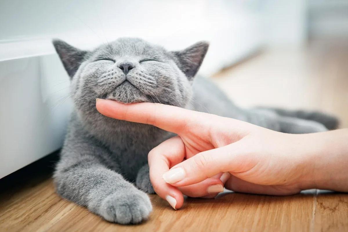 s purr - Dream About Cat Purring – Causes and Interpretations