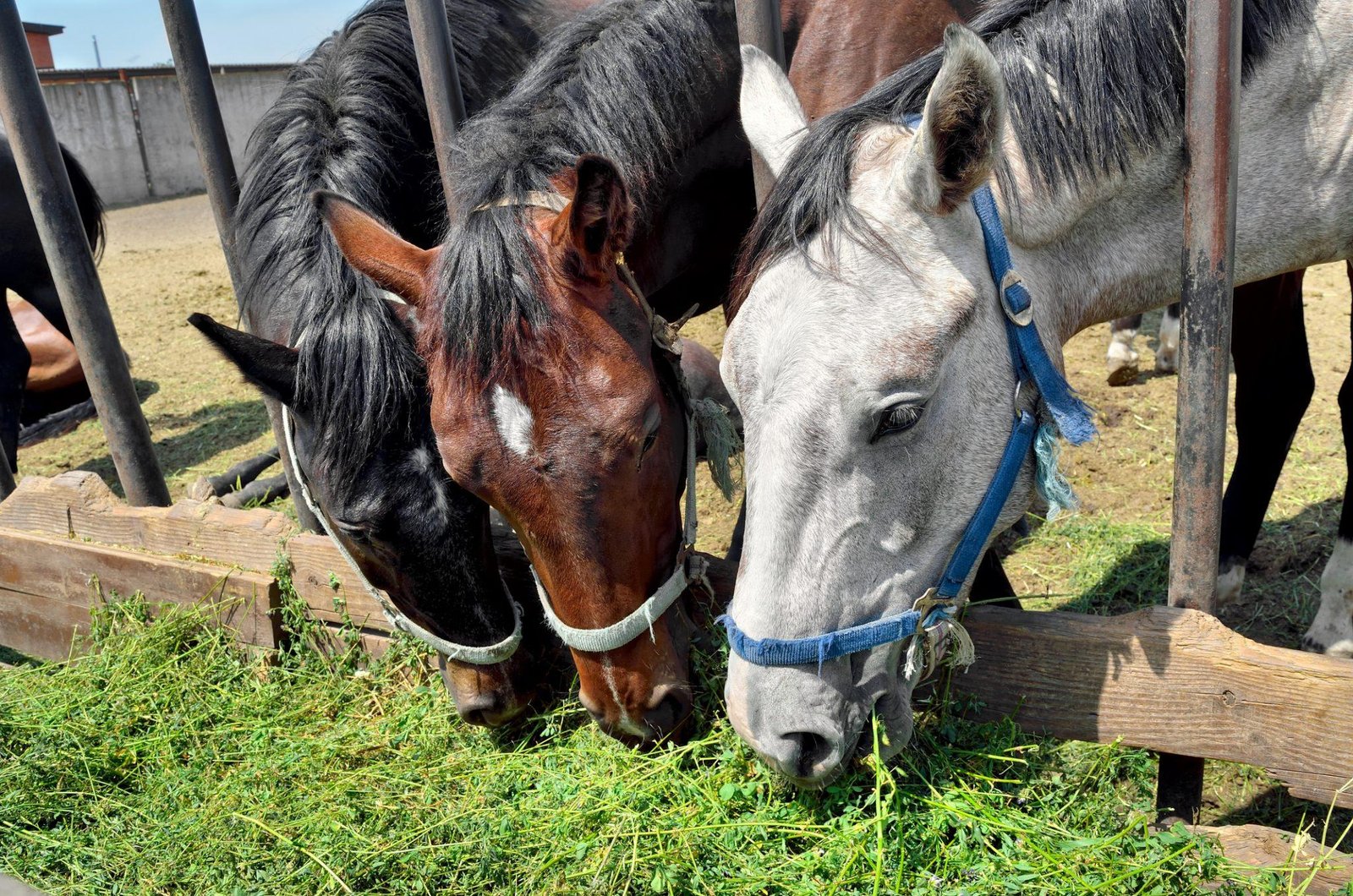 scaled.jpg66ee0dd7682a7 - Dream About Feeding Horses – Exploring the Meaning