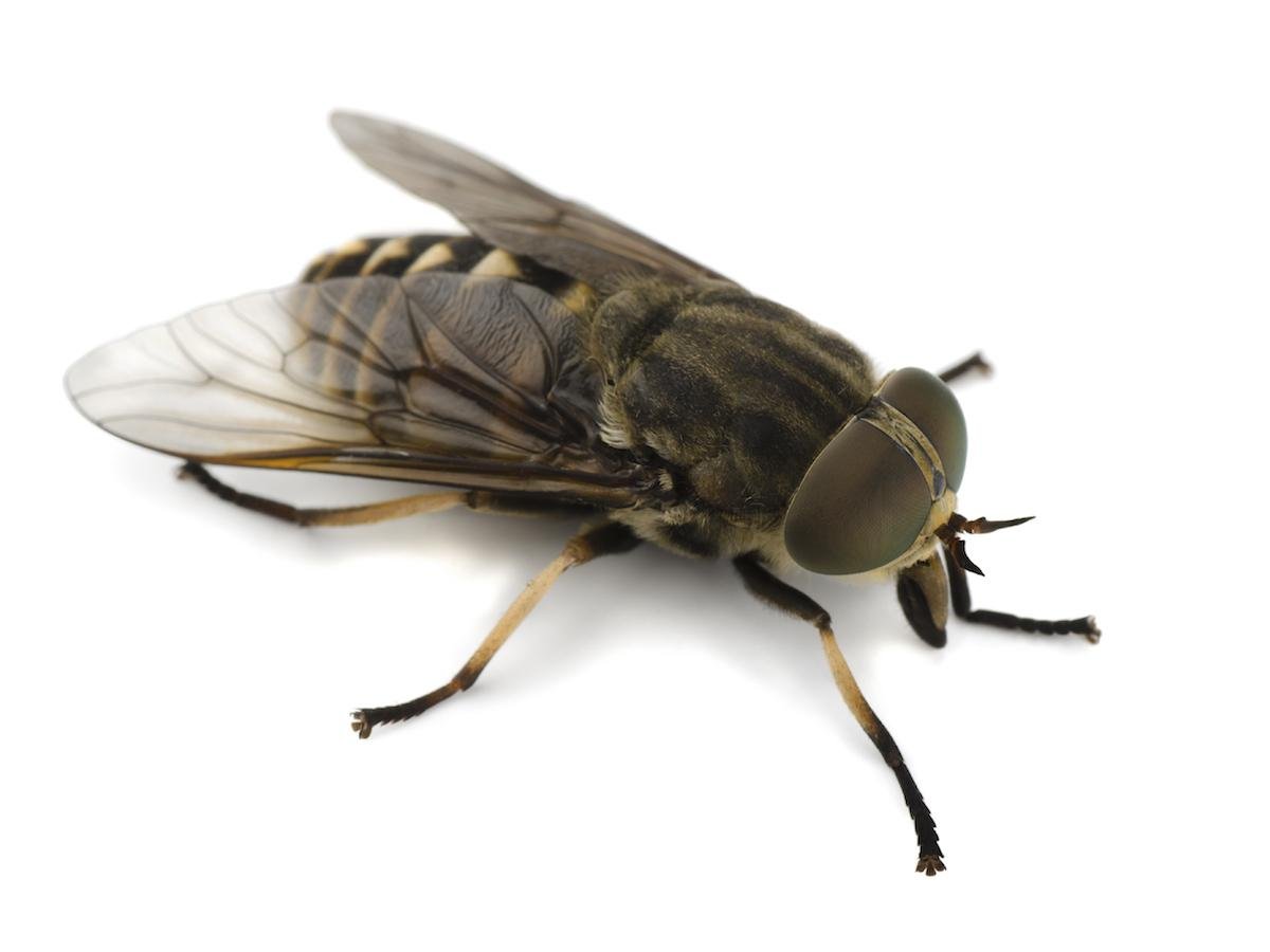 se fly - Dream About Horse Fly – Spiritual and Psychological Insights