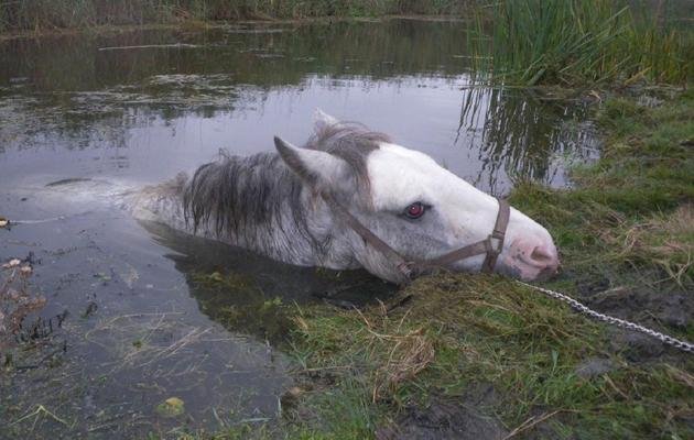 spca 1 - Dream About Horse Drowning – Symbolism and Significance