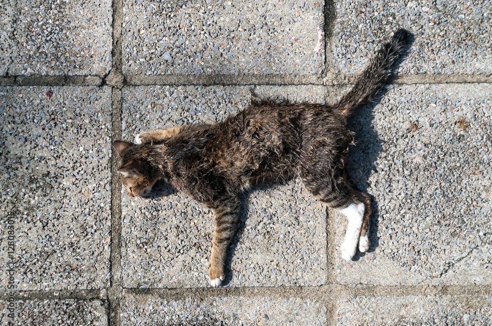 sshG1e - Dream About Dead Cat In Islam – Analysis and Explanation