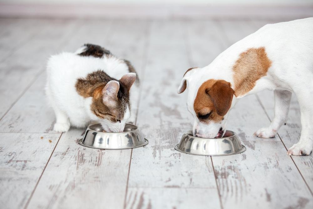 t food - Dream About Dog Eating Cat – Understanding Its Implications