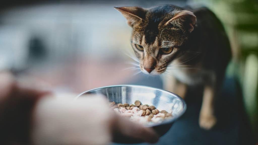 t hero - Dream About Feeding A Cat – Exploring the Meaning