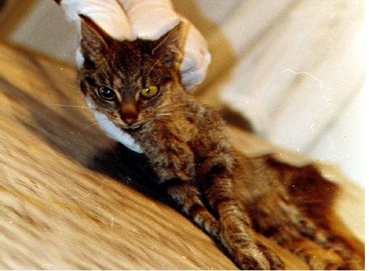 tic TF - Dream About Cat With Rabies – Spiritual and Psychological Insights