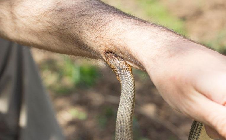 tments - Dream About Snake Biting Neck – What It Represents