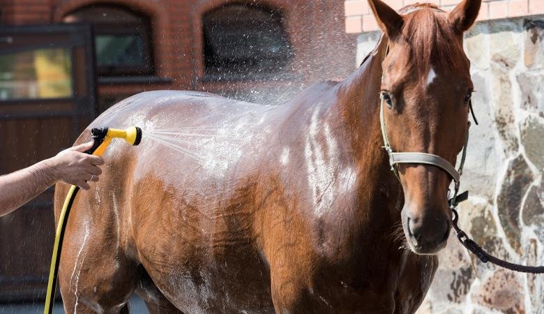 wassen - Dream About Washing Horse – Analysis and Explanation