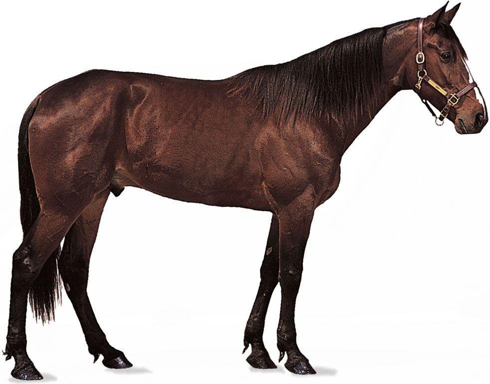 y coat - Dream About Seeing A Horse – Exploring the Meaning
